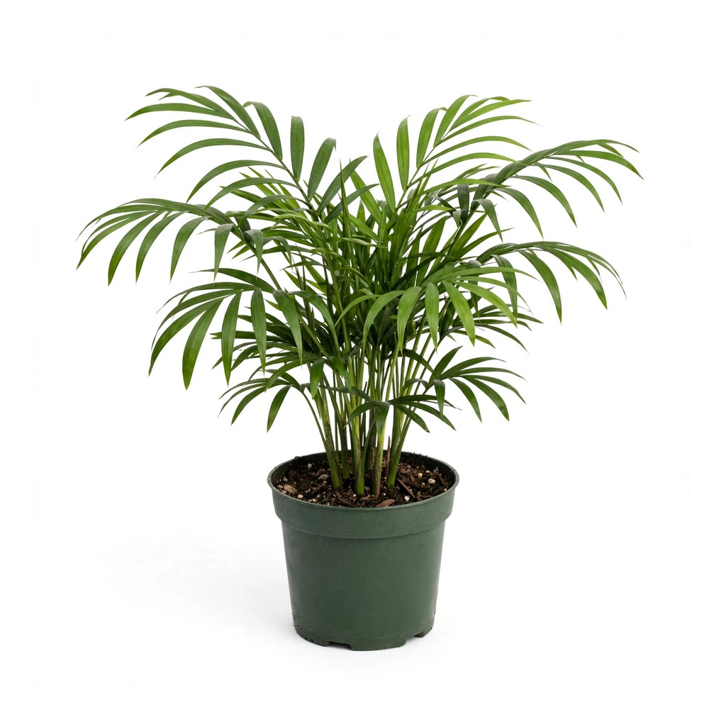 Chamunda Palm