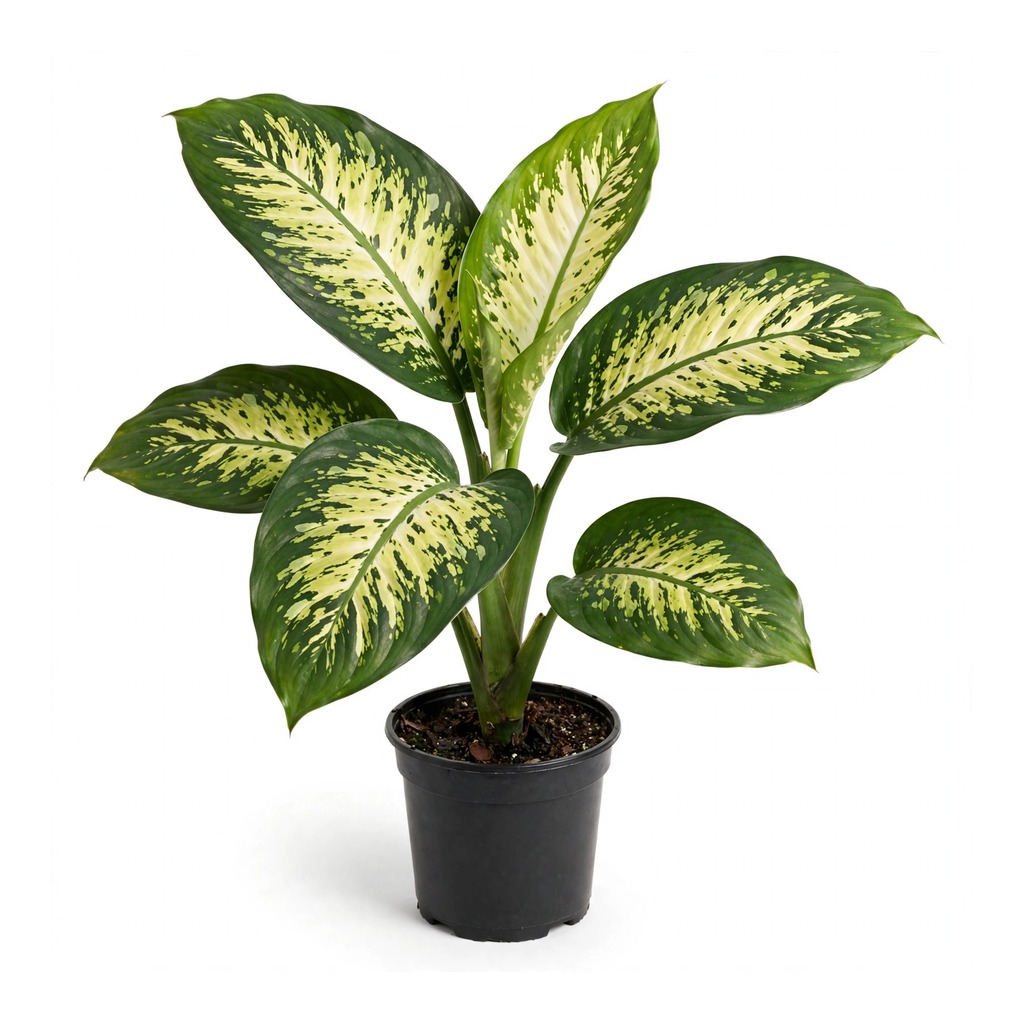 Dumb Cane
