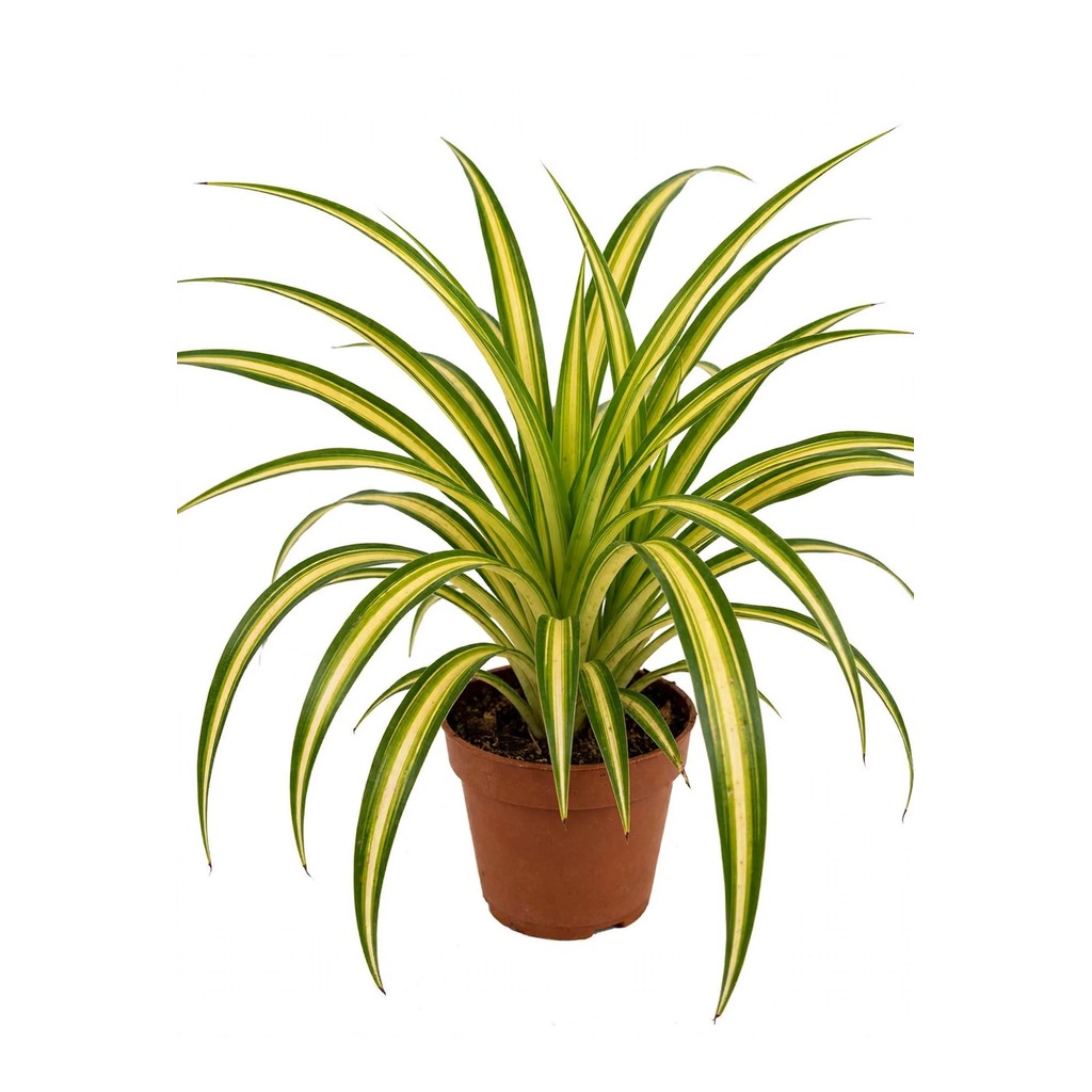 Spider Plant Golden