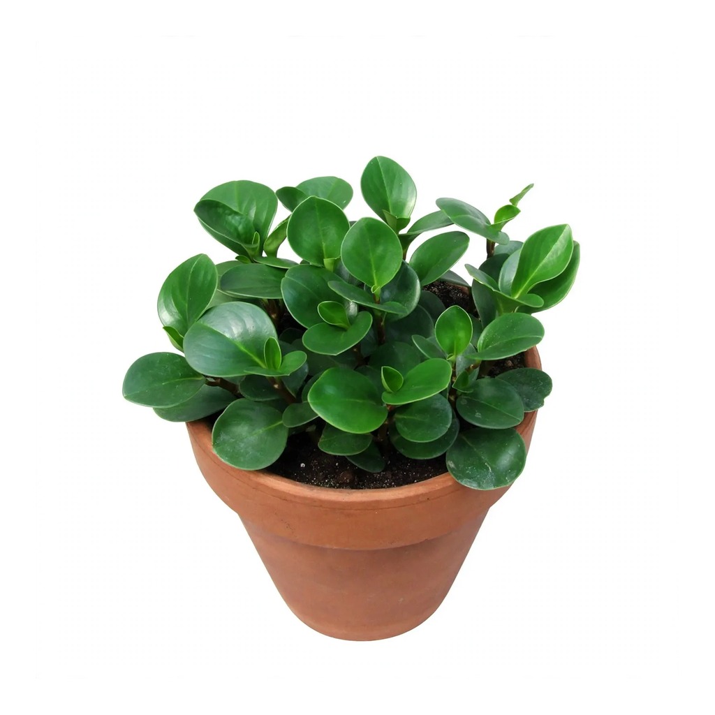 Peperomia