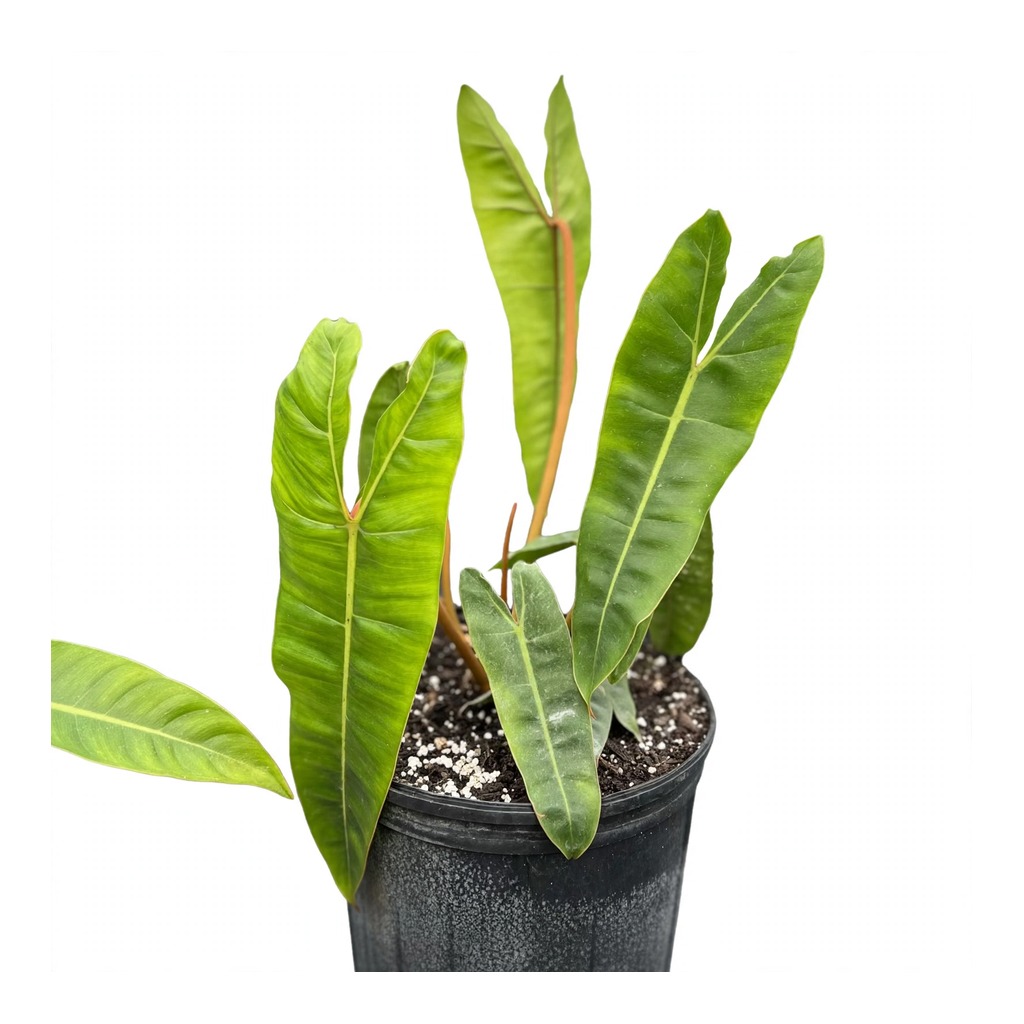 Philodendron Billietiae