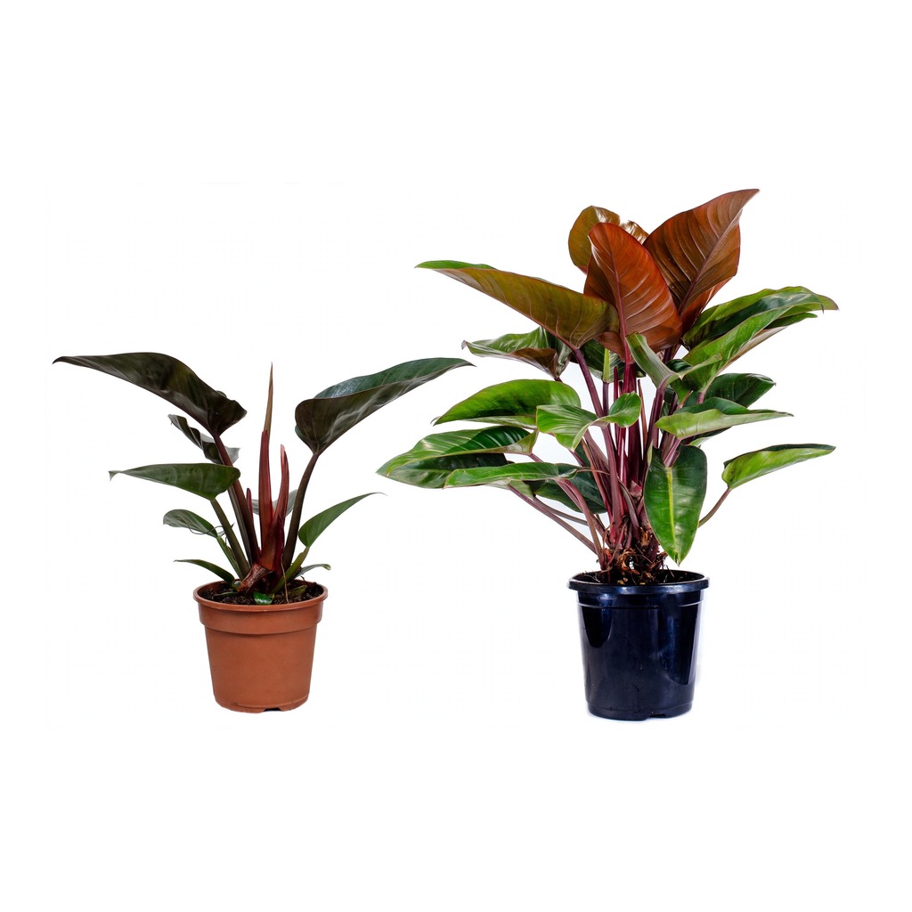Philodendron Red Congo