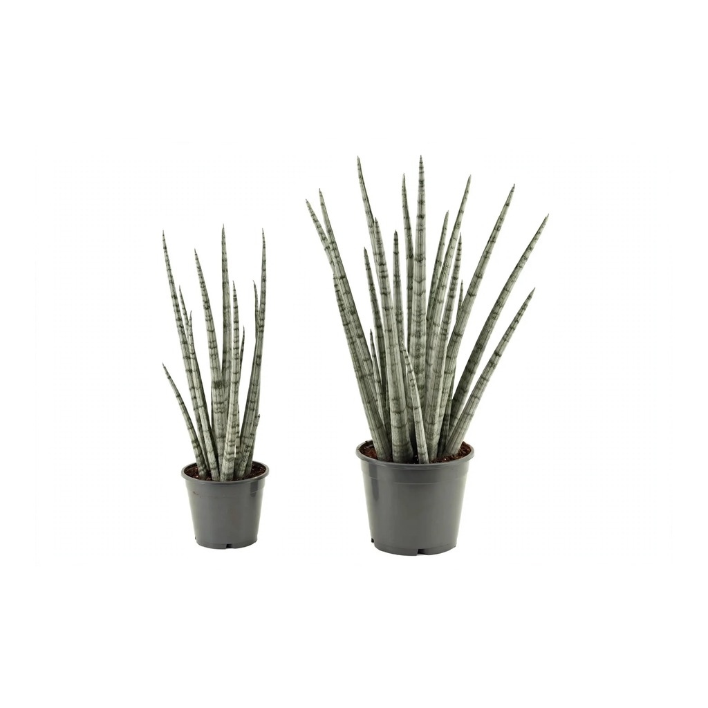 Sansevieria Silver Steel