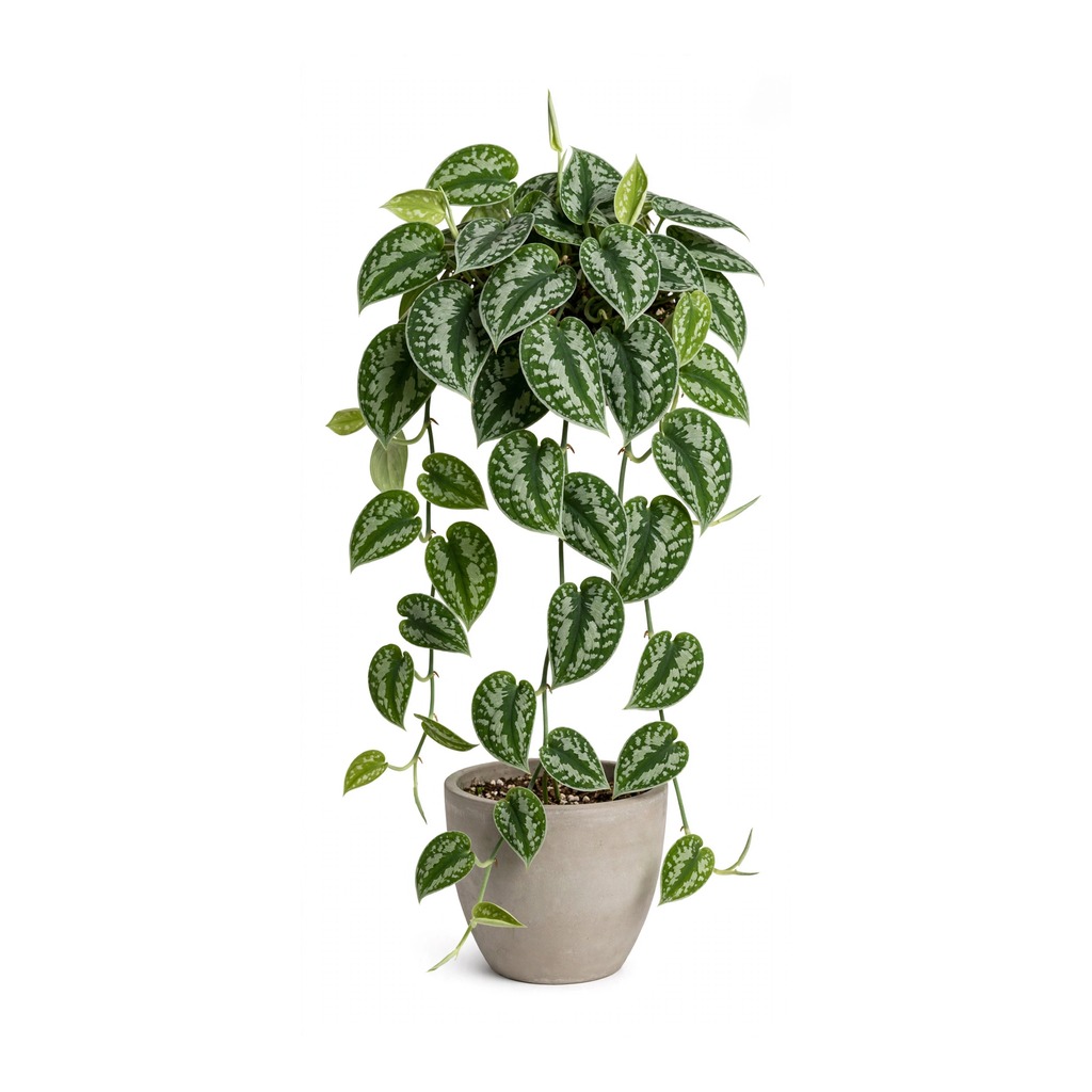 Silver Pothos
